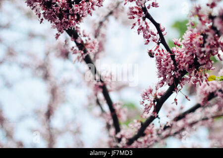 Violet Fleur de printemps. Cercis canadensis ou de l'Est Fleurs - Lishui Banque D'Images