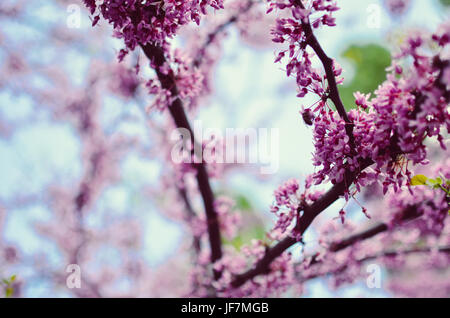 Violet Fleur de printemps. Cercis canadensis ou de l'Est Fleurs - Lishui Banque D'Images