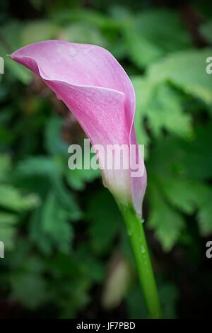 Calla Lily rose dans un jardin avec un fond de feuillage vert Banque D'Images