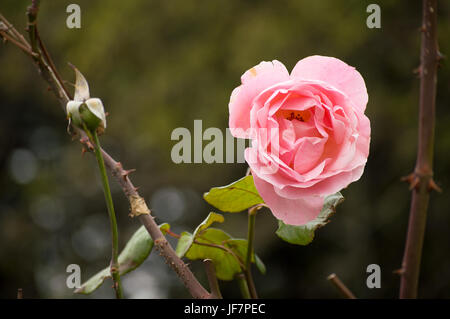 Belle rose sur fond de légumes hors foyer au coucher du soleil Banque D'Images