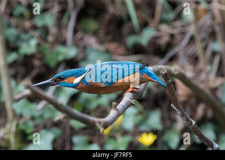 Kingfisher Banque D'Images