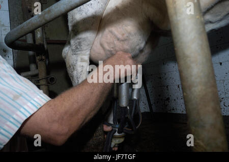 Rangée de vaches pendant la traite à l'aide de machines d'extraction Banque D'Images