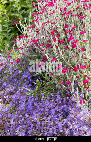 Feuillage argenté et fleurs rose-rouge de la floraison estivale Lychnis coronaria contraste avec l'épandage tapis bleu de Campanula poscharskayana Banque D'Images