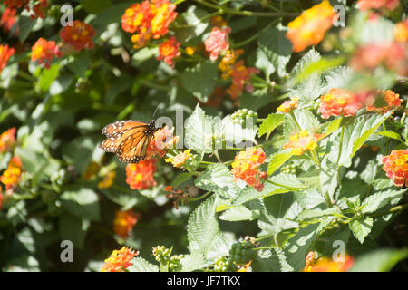 Le monarque se nourrissant de fleurs de Lantana camara Banque D'Images