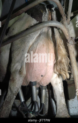 Rangée de vaches pendant la traite à l'aide de machines d'extraction Banque D'Images