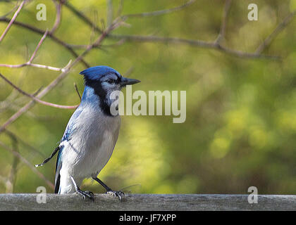 Bluejay perché sur fence Banque D'Images