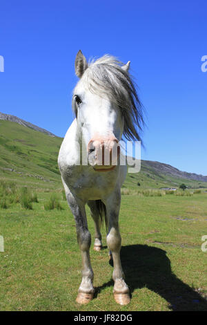 Welsh Mountain Pony dans Nanat Ffrancon Valley, Galles Banque D'Images