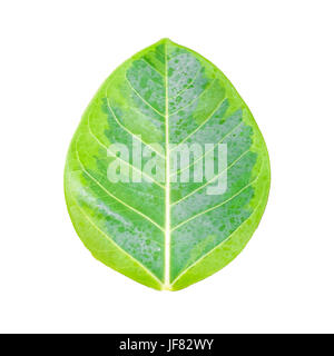 Laisser isolé vert Banque D'Images