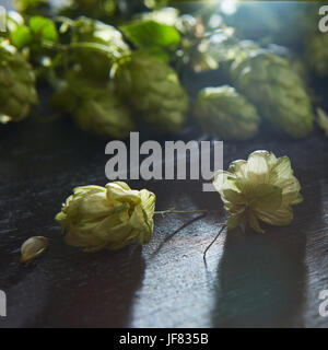 Le houblon vert frais sur une table en bois Banque D'Images