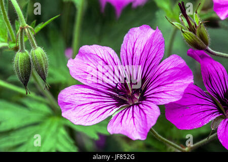 Géranium Patricia Cranesbill, Cranesbill Banque D'Images