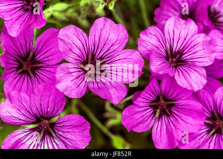 Geranium Patricia, Close up fleur, géranium sanguin, Cranesbills Banque D'Images