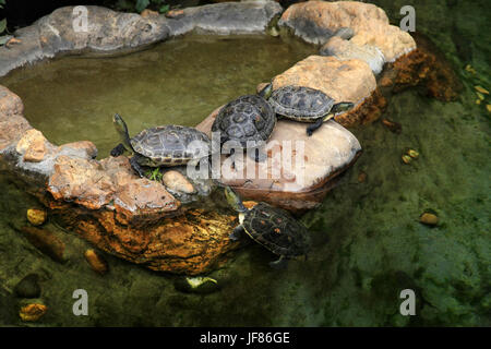 Les tortues à oreilles rouges dans l'étang Banque D'Images