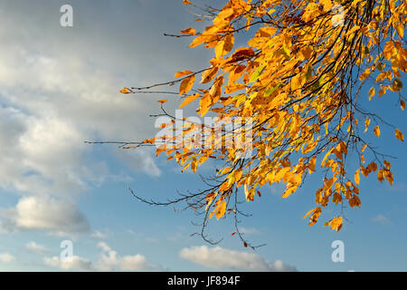 Branche d'un hêtre en automne Banque D'Images