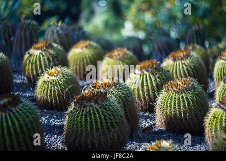 Cactus en désert . Banque D'Images