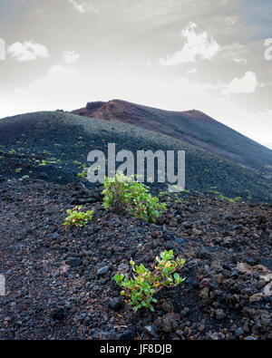 Cumbre Vieja, Fuencaliente, La Palma. Une petite touffe de végétation poussant dans un vaste paysage aride de la crête de montagne, qui exploite à son maximum dans le lointain. La montagne est très clairsemée composée de presque seulement des roches de lave. Le soleil perce les nuages de derrière la montagne. La vapeur d'eau des nuages peut être vu comme les zones plus claires sur les pentes abruptes. Banque D'Images