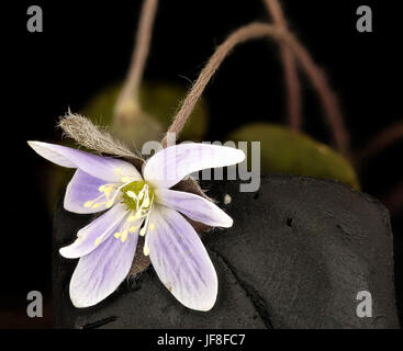 Hepatica nobilis var obtusa, Hepatica, Howard County, MD, Helen Lowe 34621848785 o Banque D'Images