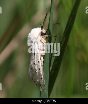 Livre blanc de l'hyponomeute du pommier (Spilosoma lubricipeda) Banque D'Images
