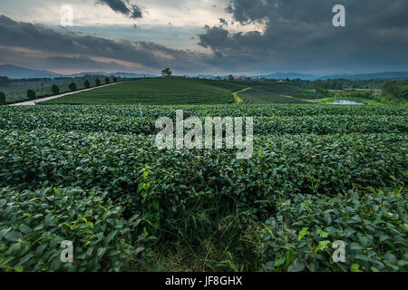 Plantation de thé vert à Chiang Rai, Thaïlande Banque D'Images