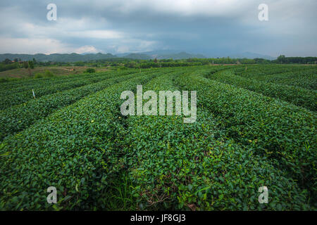 Plantation de thé vert à Chiang Rai, Thaïlande Banque D'Images