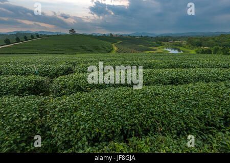 Plantation de thé vert à Chiang Rai, Thaïlande Banque D'Images