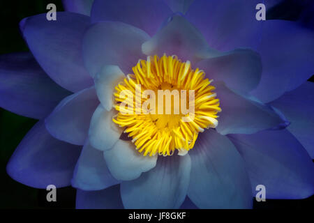 Nymphaea Nénuphar(bleu Gigantea gigantea). Hughes Water Gardens. Oregon Banque D'Images
