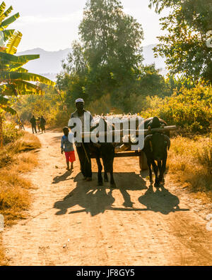 Marche à côté de l'homme du Malawi à bœufs transportant des rafles de maïs de son champ sur la saleté route qui traverse un village rural montrant traditionnellement construit des logements de boue Banque D'Images