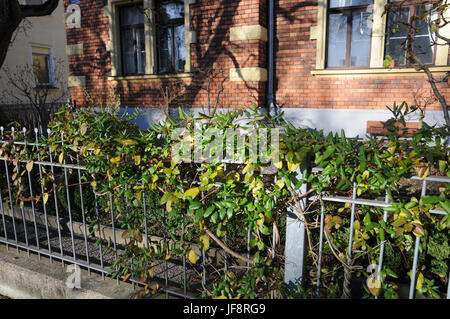 Lonicera japonica, chèvrefeuille japonais Banque D'Images