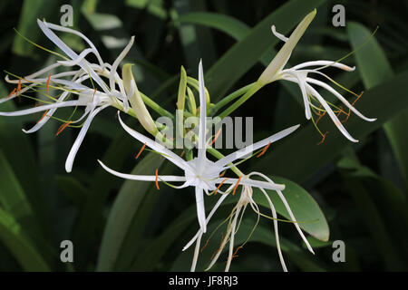 Swamp Lily, Crinum asiaticum pedunculatum Banque D'Images