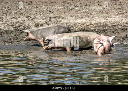 Danube, Serbie - les porcs domestiques se promener le long des rives dans l'eau de refroidissement et en quête de nourriture Banque D'Images