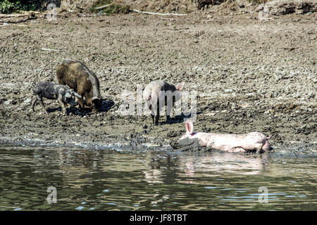 Danube, Serbie - les porcs domestiques se promener le long des rives dans l'eau de refroidissement et en quête de nourriture Banque D'Images