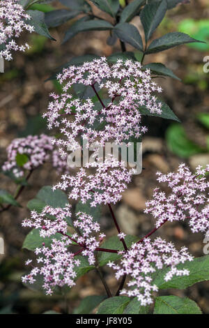 Sambucus nigra ' Thundercloud ' Noir ancien Sambucus en fleur Banque D'Images