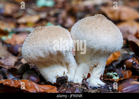 Vesse-de-commune (Lycoperdon perlatum). Banque D'Images