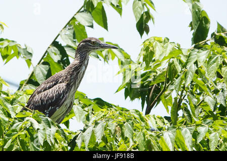 Portrait d'un étang indien Heron Banque D'Images