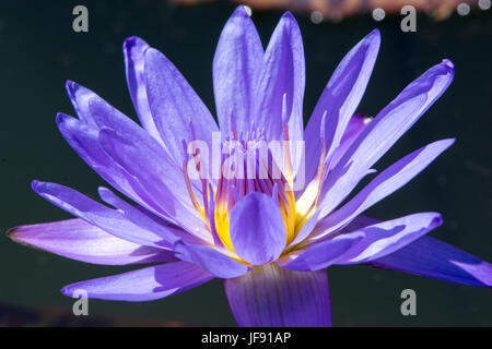 Nymphaea caerulea, principalement connu comme le lotus bleu (ou bleu lotus égyptien), mais aussi nénuphar bleu (ou bleu de l'eau égyptienne lily), à Kenilworth Park Banque D'Images