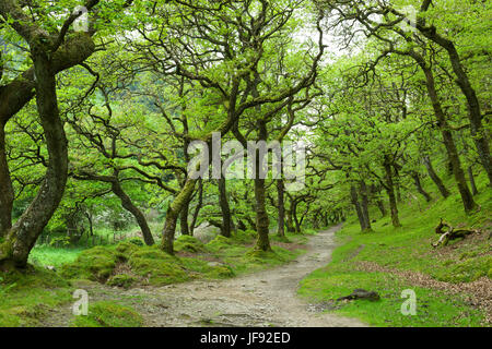 Chênes sessiles dans Badgworthy dans le bois Doone Valley près de Malmsmead dans Exmoor National Park, Devon, Angleterre. Banque D'Images