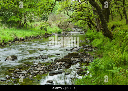 Badgworthy l'eau dans l'Doone Valley près de Malmsmead dans Exmoor National Park sur le Somerset et le Devon boarder, Angleterre. Banque D'Images