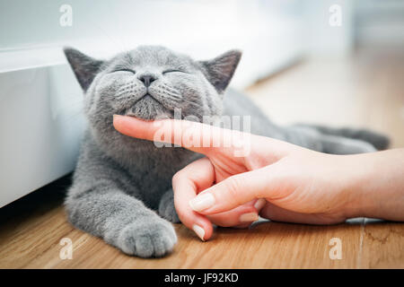 Heureux chaton aime être caressé par la main de femme. Le British Shorthair Banque D'Images