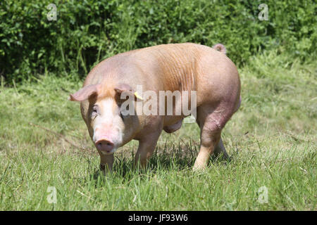 Porc de race Duroc à la ferme des animaux au pâturage Banque D'Images