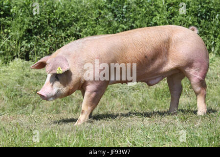 Porc de race Duroc à la ferme des animaux au pâturage, l'heure d'été Banque D'Images