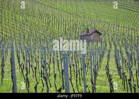 Au-dessus des vignes, Allemagne Weinstadt Banque D'Images