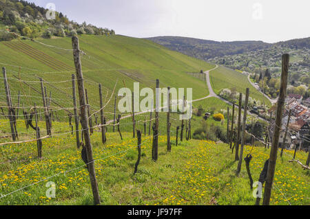 Vignobles à proximité Château Yburg, Allemagne Banque D'Images