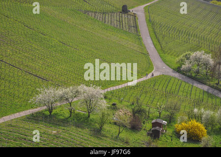 Vignobles à proximité Château Yburg, Allemagne Banque D'Images