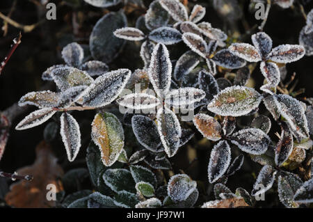 Ligustrum vulgare, troène, gelée blanche Banque D'Images