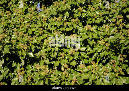 Hedera helix, de lierre, de fleurs, de fruits Banque D'Images