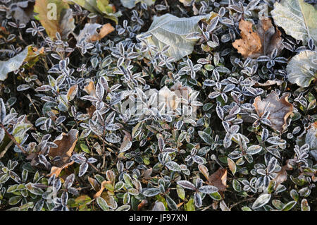 Ligustrum vulgare, troène, gelée blanche Banque D'Images