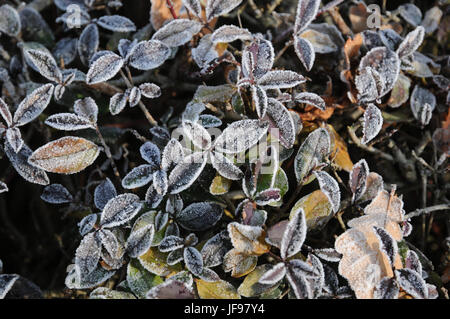 Ligustrum vulgare, troène, gelée blanche Banque D'Images