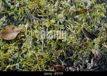 Tortula muralis, Tortula mousse, gel blanc Banque D'Images