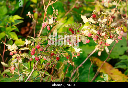 Framboises sauvages Rameau avec fruits rouges. Banque D'Images