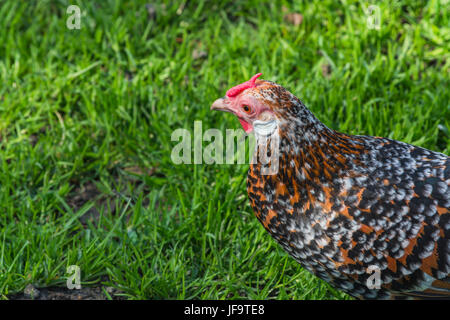 Poulets en roue libre à la ferme Banque D'Images