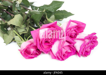 Bouquet de roses roses sur fond blanc Banque D'Images